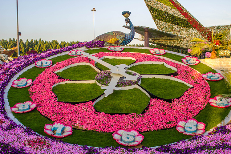 Flower clock at Dubai Miracle Garden