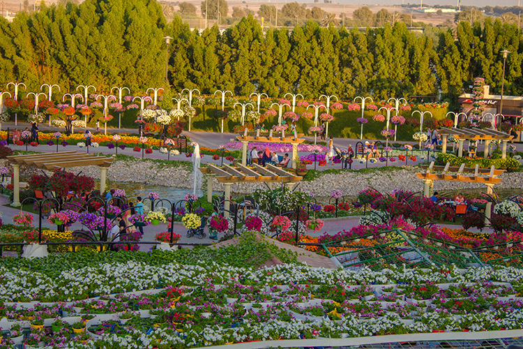 Partial View of Dubai Miracle Garden