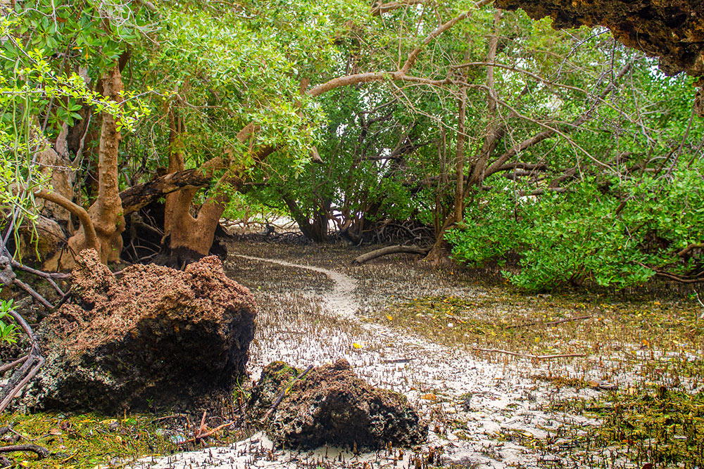 One of the paths leading to the Mangrove forest in Chale Island