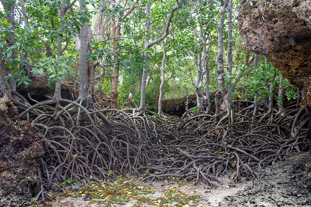 Part of the mangrove forest at Chale Island