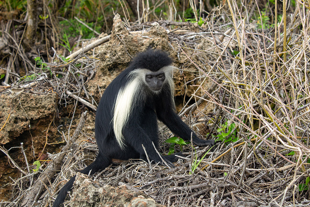 A Colobus monkey enjoying some rest at Chale Island