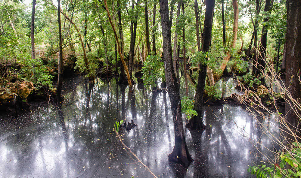 Part of the Swamp in Chale island